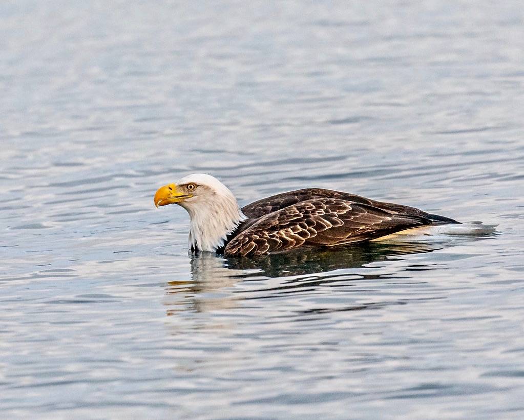 Swimming Bald Eagle by Andy Morffew is licensed under CC BY 2.0